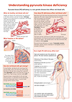 Preview of Summary Sheet 'Understanding Pyruvate Kinase Deficiency'